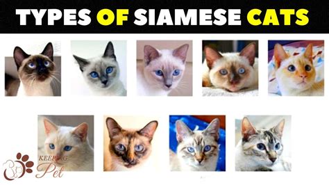 cats that are similar to siamese
